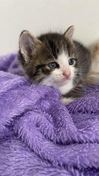 Отдам в добрые руки котенка мальчик