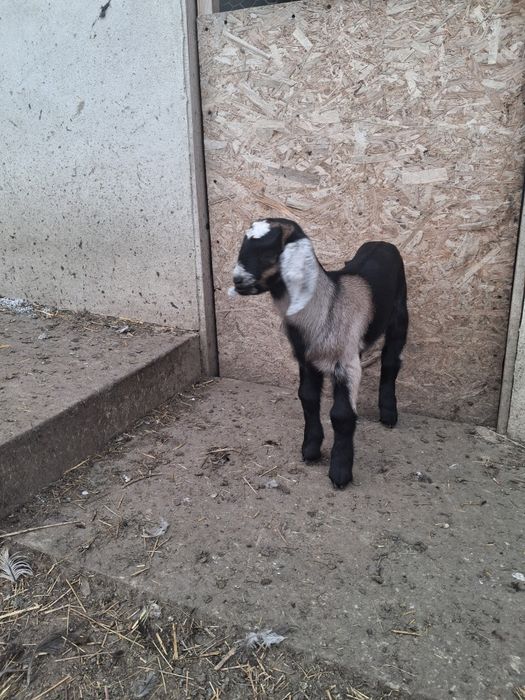 Vând Tapisor Anglo Nubian