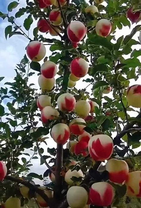 Pomi fructiferi, Kiwi/Kaki/Rodiu.Nuci chandler. Cires Maxut