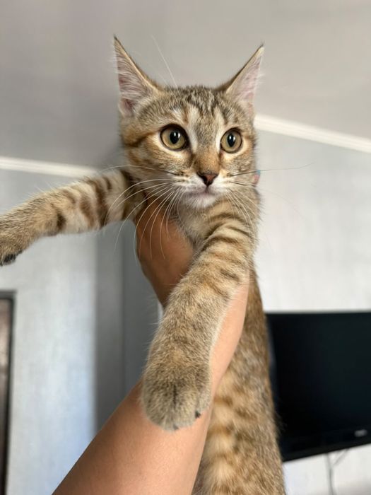Котенок бесплатно