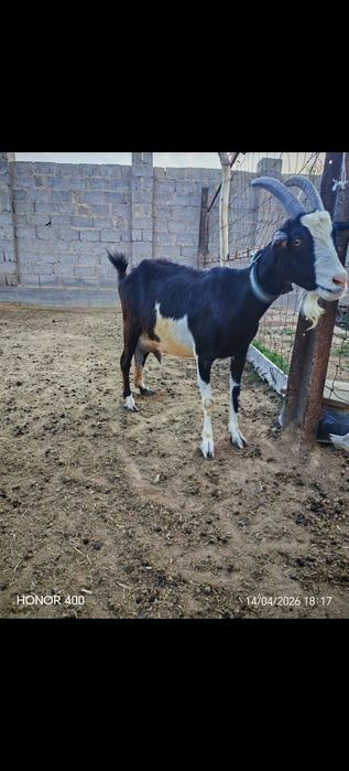 Ешкилер асыл тукымды