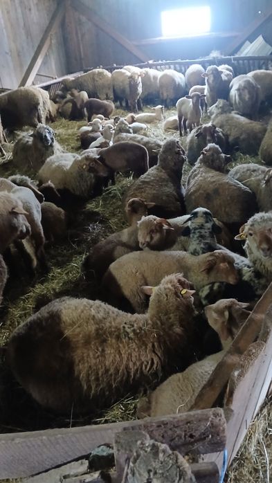 Vând oi tinere cu miei