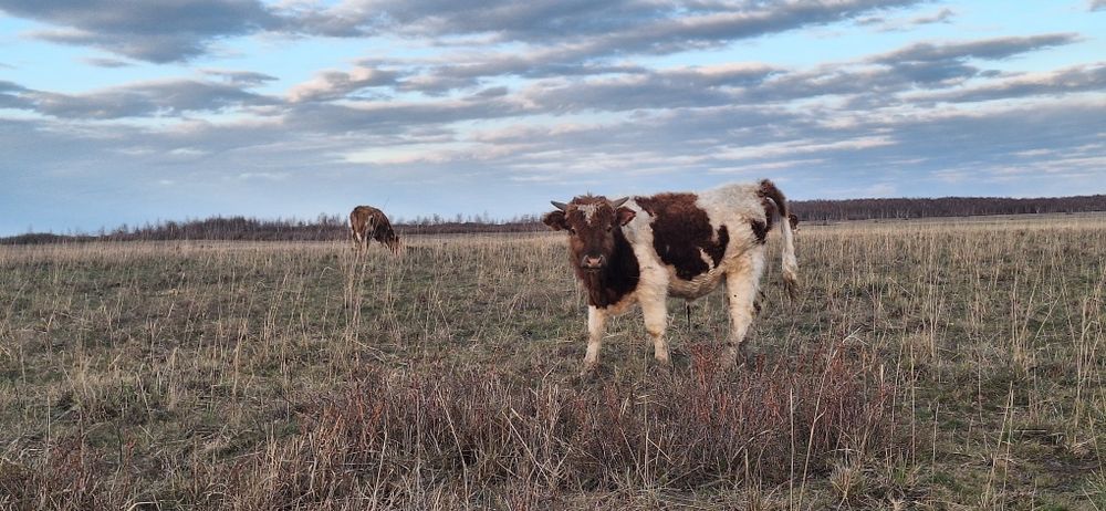 Подсос бұқа сатылады.