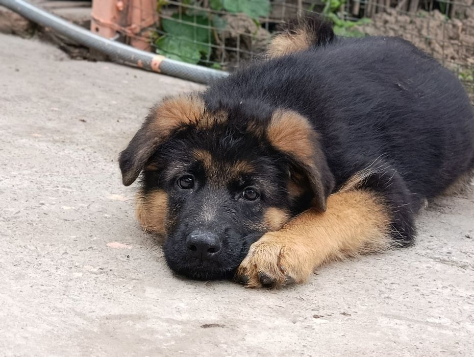 Щенки немецкой овчарки чистопородные ( шерсть стандарт)