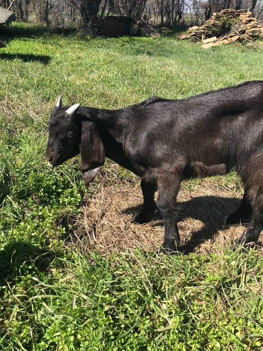 Яре  англонубийско мъжко
