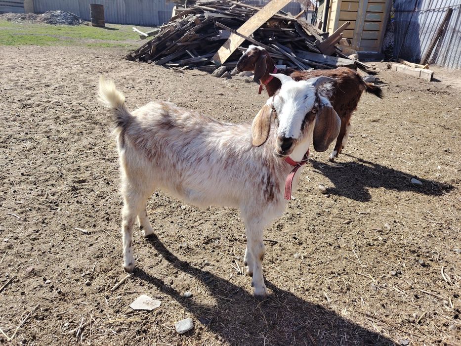 Продам молодую козочку