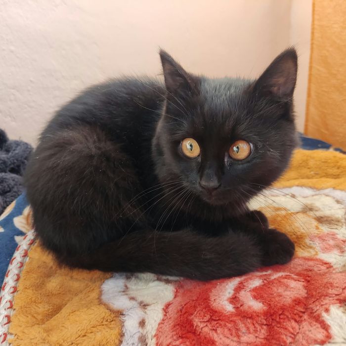 котёнок ищет свой дом