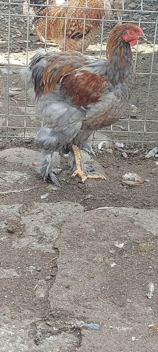 Cocoși de vânzare