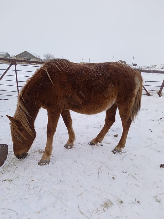 Продам лошадь Кабылу. Есть торг.