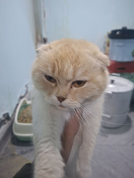 Scottish Fold mushuk sotiladi