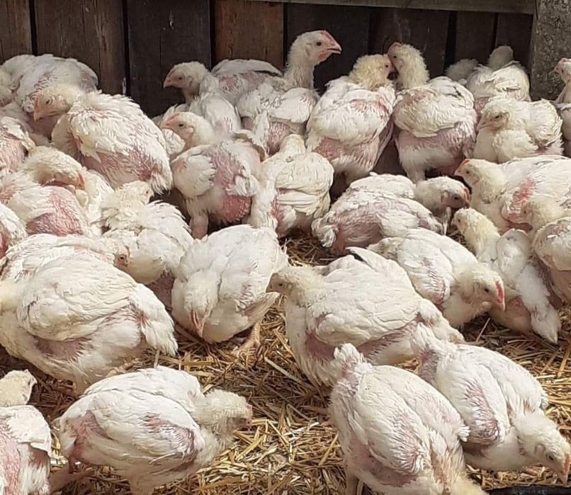 Pui de carne de vanzare.