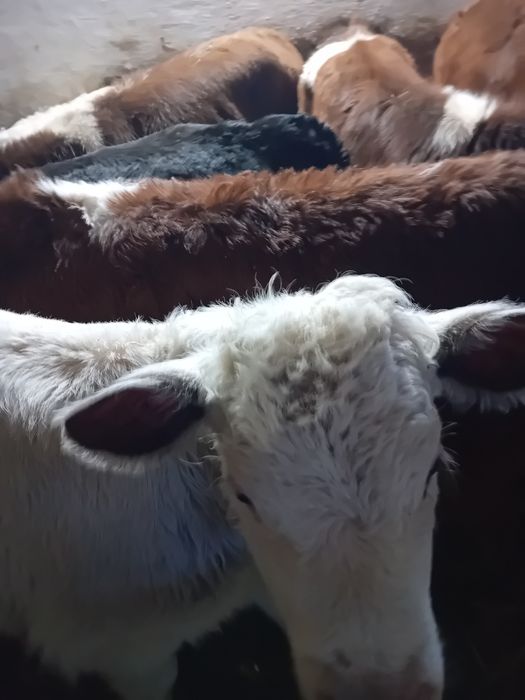 Taurasi și vitele baltati, belga și angus intarcati