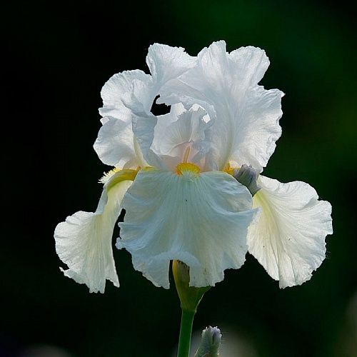 Продам корни ирисов