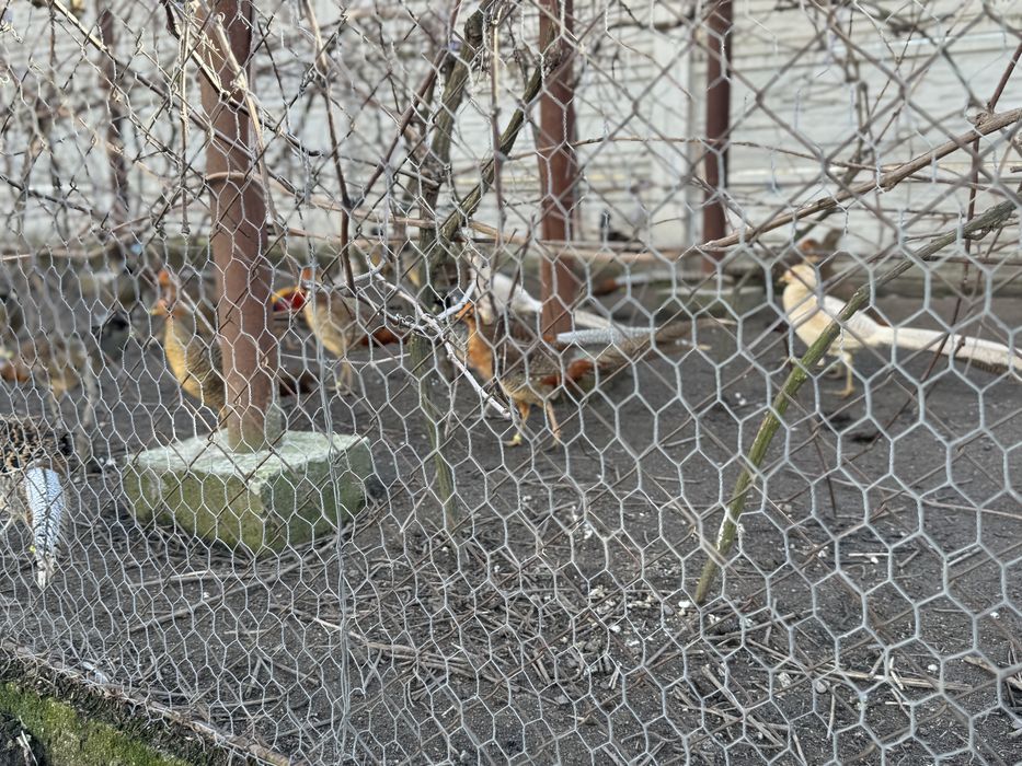 Fazani Auriu pe galben / Diamant