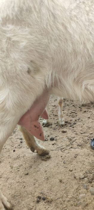 Продается зааненская козы