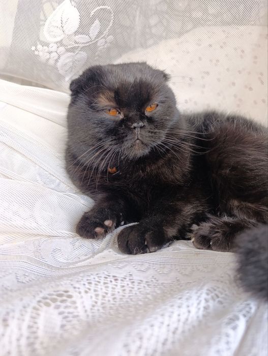 Пародистый Кот (1 год)