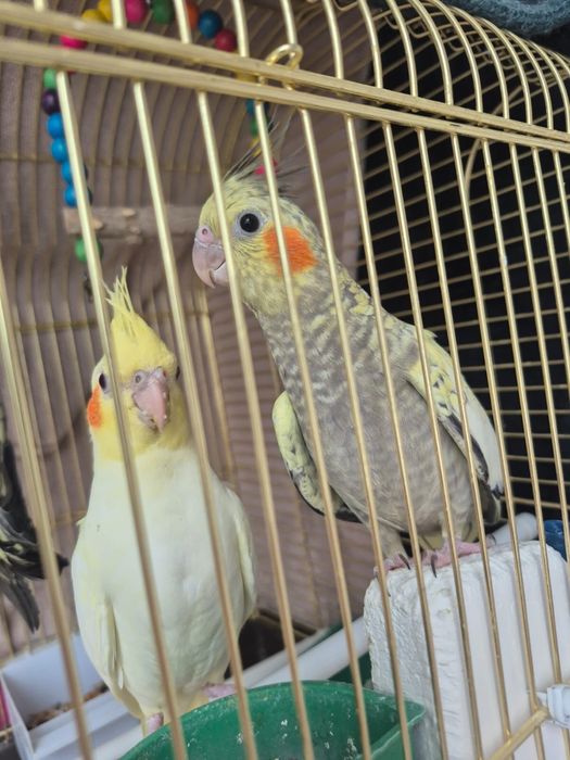Продам попугаев Корелла
