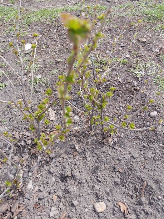 Продам саженцы рассада