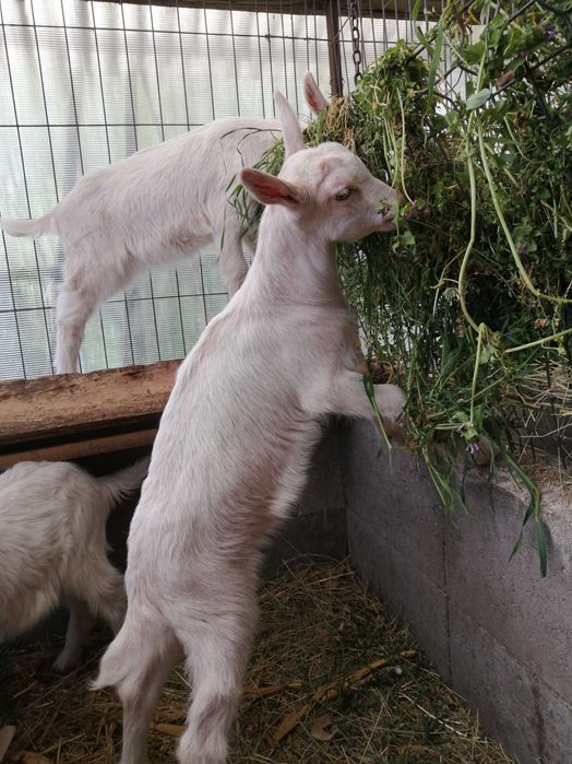 Iezi de vănzare la Diosig