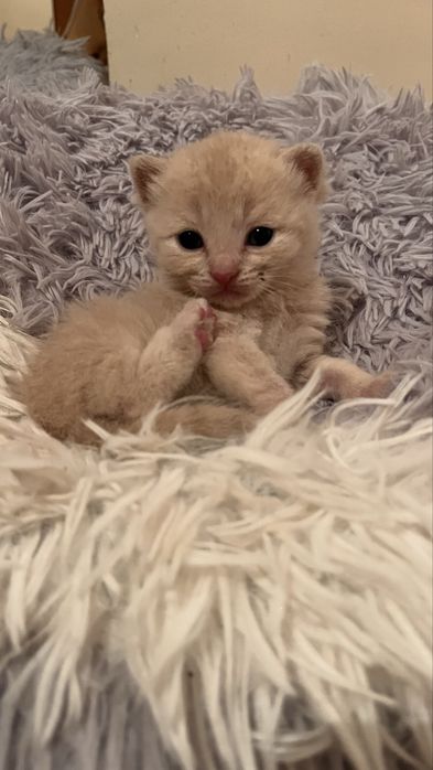 Котенок  от британца