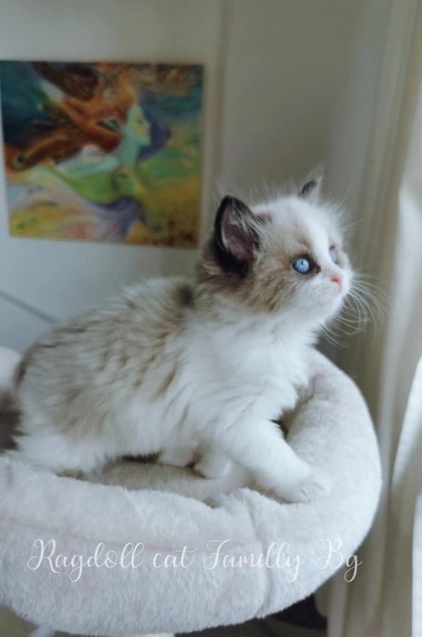 Ragdoll рагдол/регдол котe