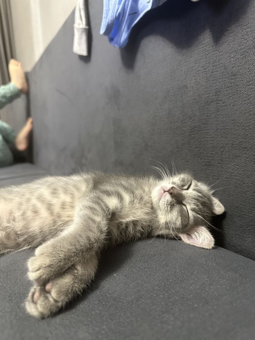 Отдам котенка в хорошие руки