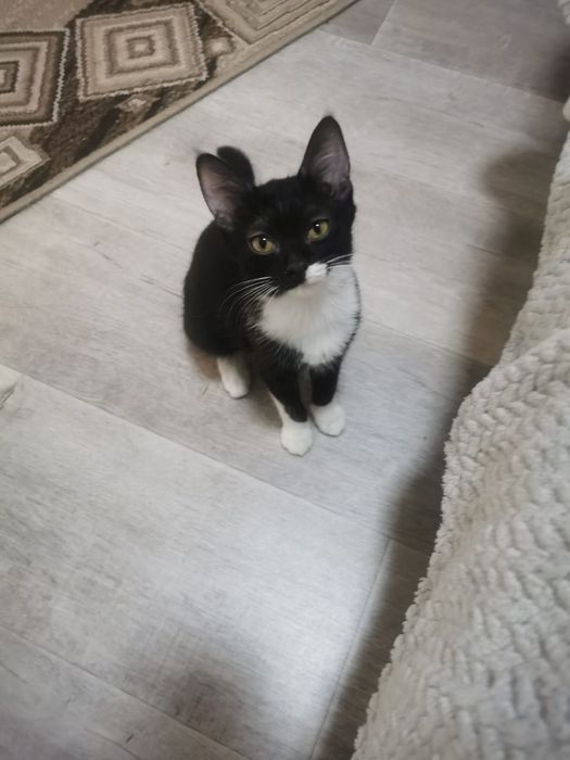 Котята бесплатно