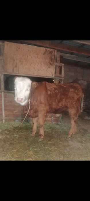 Еркек патсос сатылады