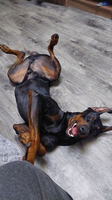 Ищу подружку для Добермана