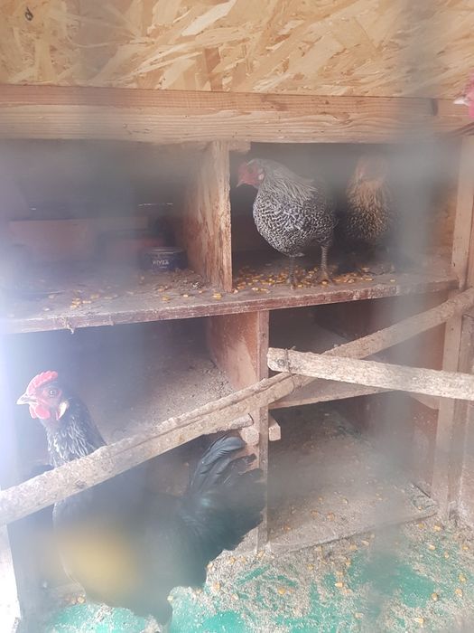 Vând cocoșei pitici