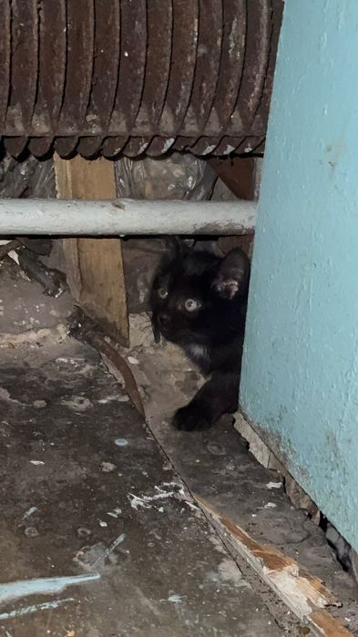 Ищем дом котятам