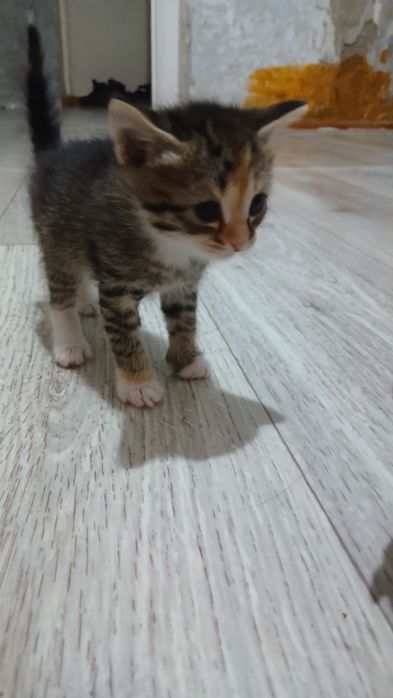 Отдам котят, все девочки