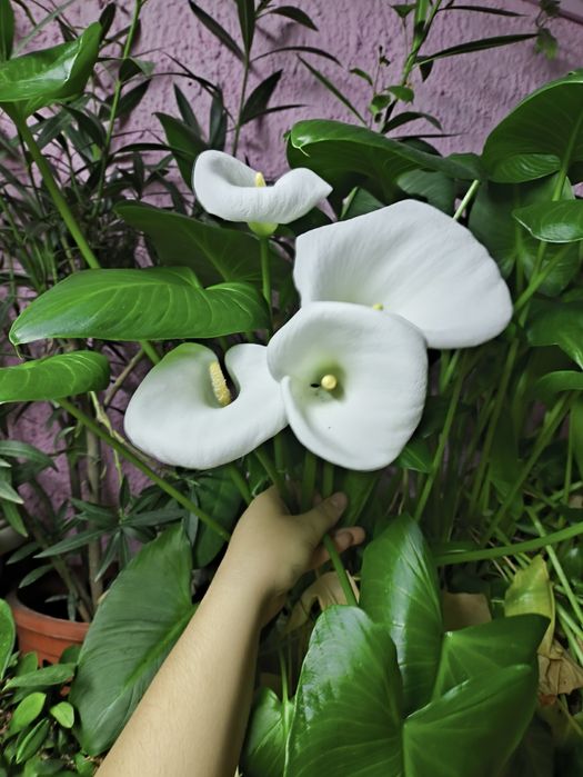 Цветы  в  ассортименте