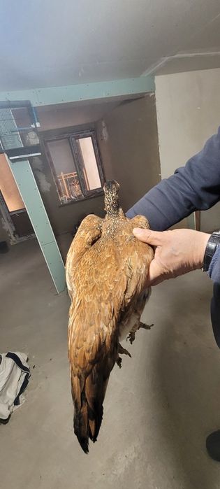 Turk Tovuq Narxi 500.00p