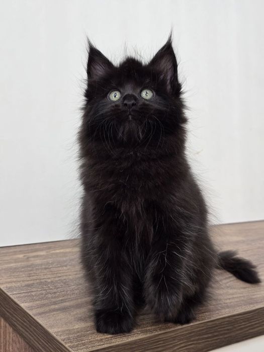 Мейн-куна девочка