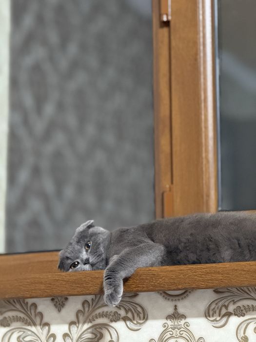 Веслоухий , серый , породистая кошка