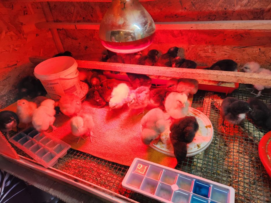 Pui Australorp dar și alte rase de ouă de 2-3 zile sauai mari