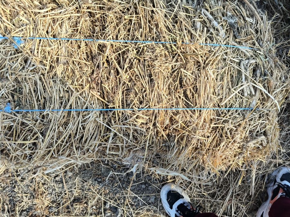 Vând baloți lucernă