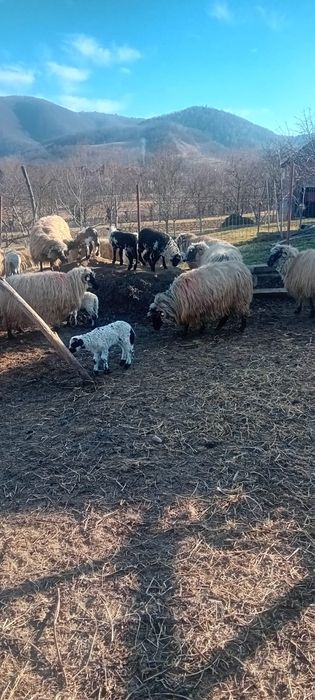 Vând 32 oi foarte frumoase