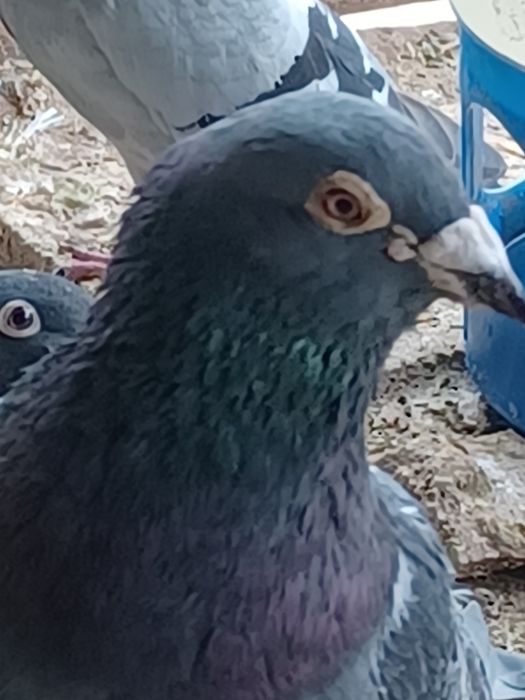 Pui de porumbei 2006