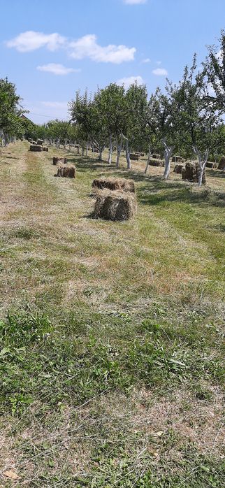 Vând 100 baloti făn