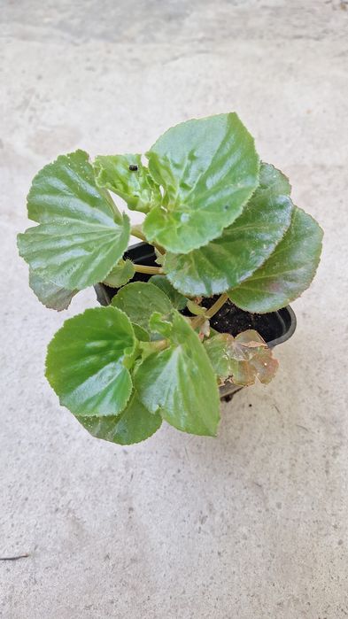 комнатные горшочные цветы