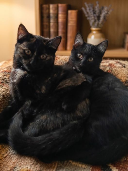 Отдам котят ответственным людям