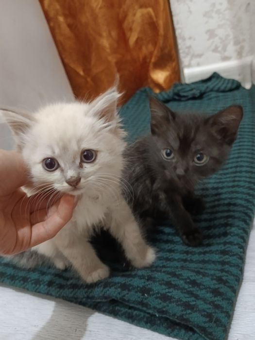 Отдам котят в добрые руки