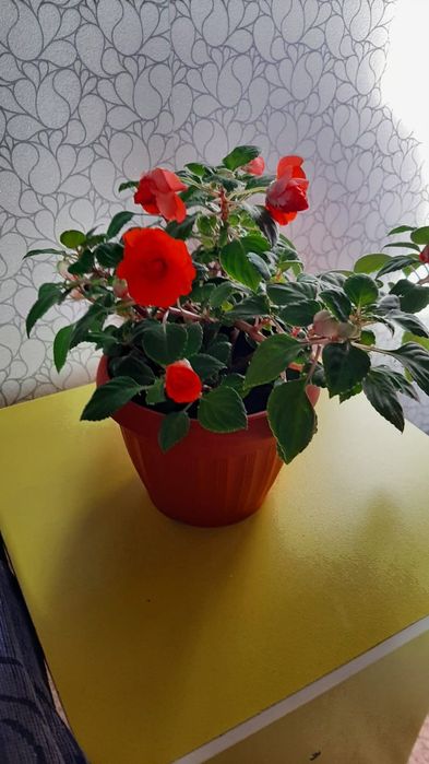 Цветы домашние комнатные