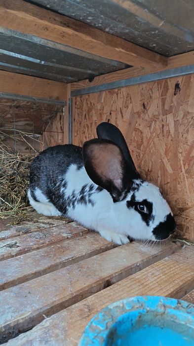 Iepurita fluture german