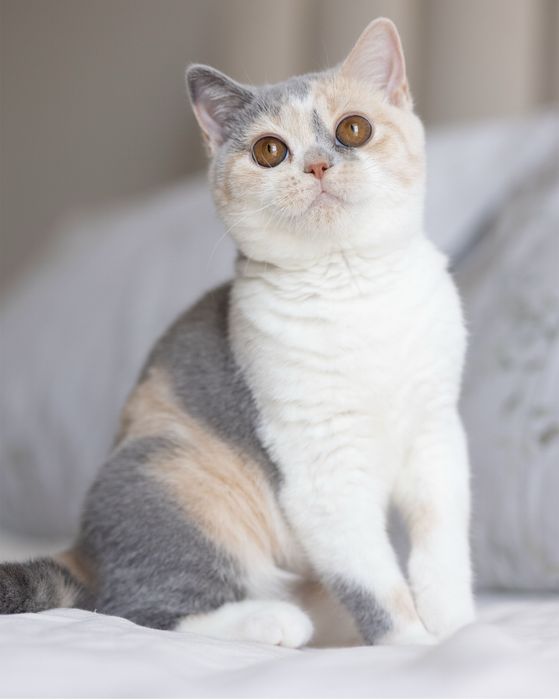 Британский котенок девочка