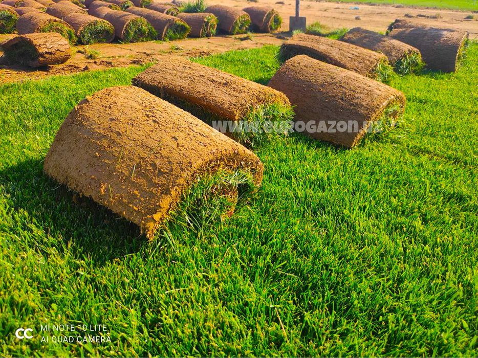 Газон екиш тошкент | Газон в ташкенте Таййор Газон