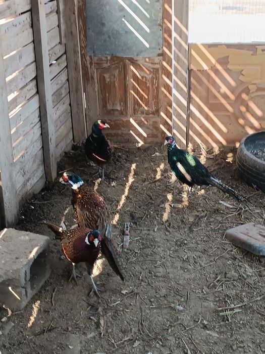 Индоутка қырғауыл