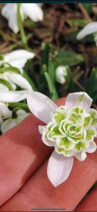 Bulbi de ghiocei , lalele narcise crini bujori irisi